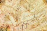 Wide Petrified Wood (Araucaria) Limb - Madagascar #166614-2